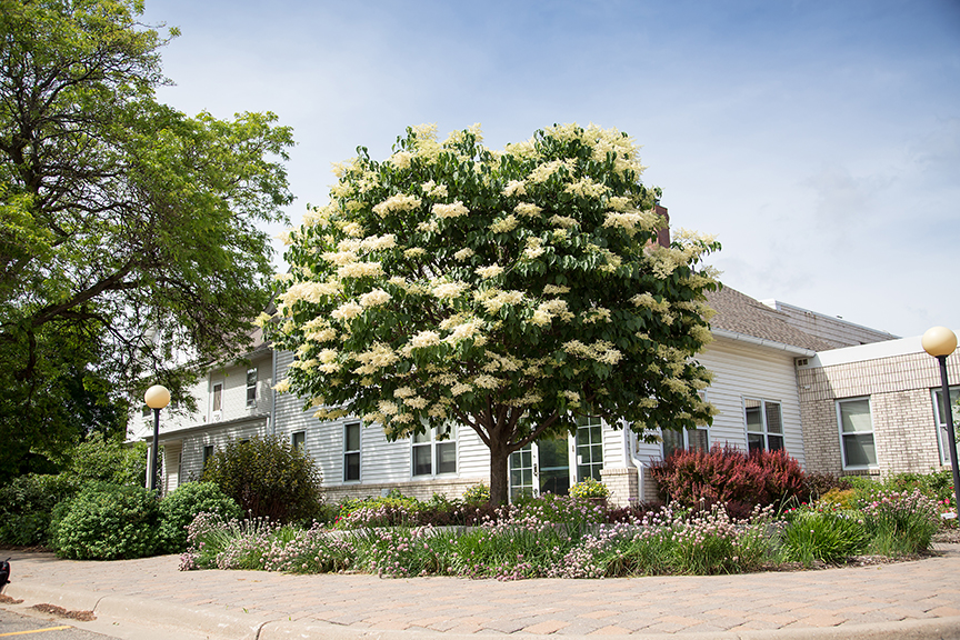 Bailnce Snowdance™ Lilac Tree