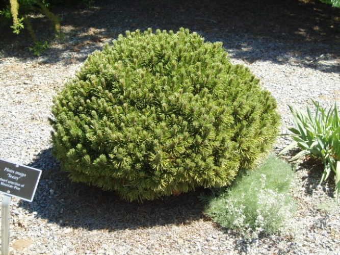 Teeny Dwarf Mugo Pine