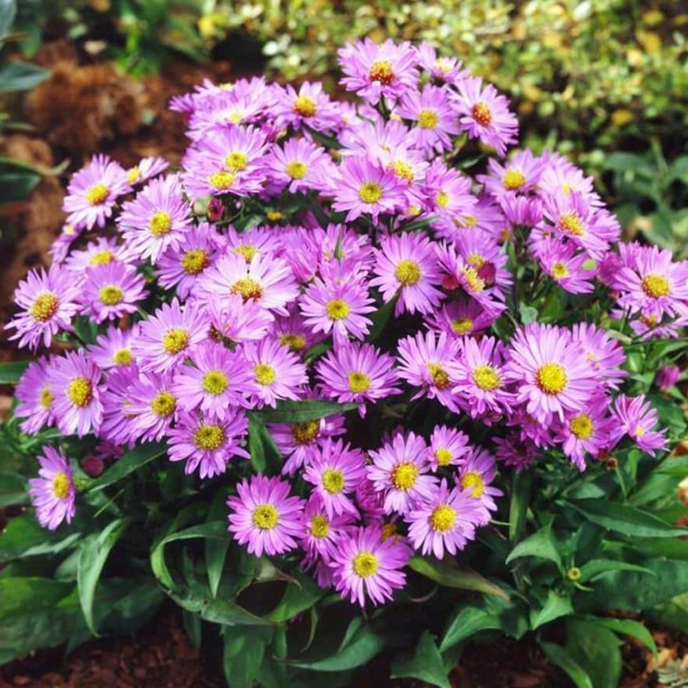 New York Aster