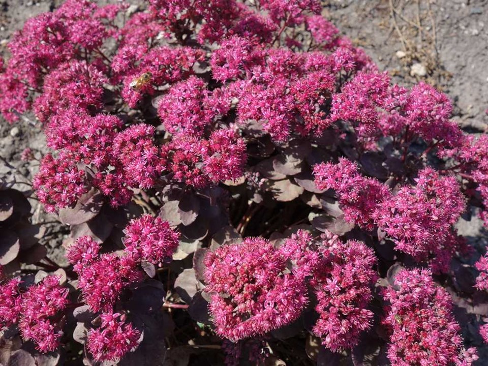 Dazzleberry Stonecrop