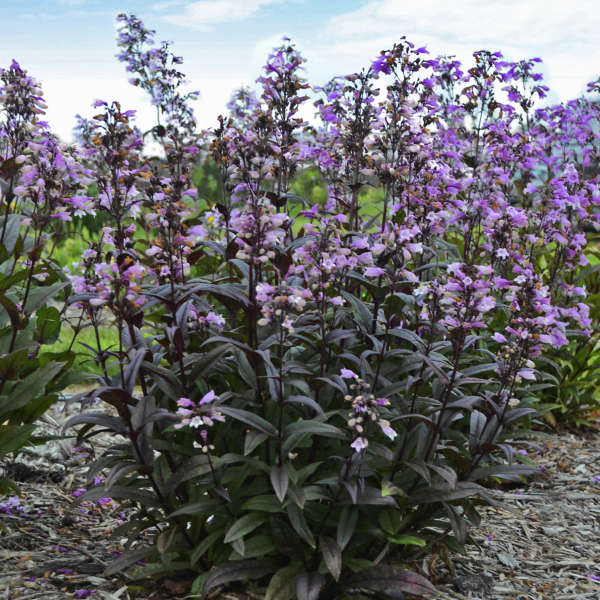 Blackbeard Beardtongue (Penstemon)