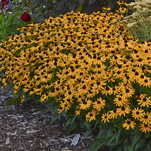 Little Goldstar Black-Eyed Susan
