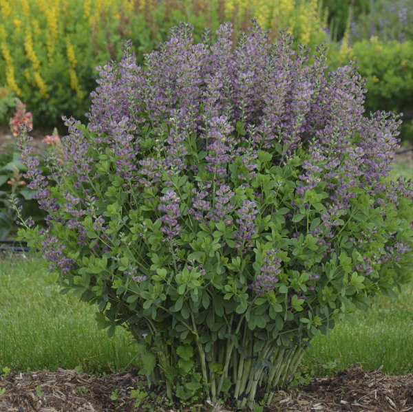 Violet Dusk False Indigo