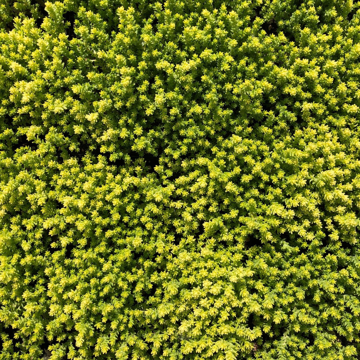 Aureum Stonecrop