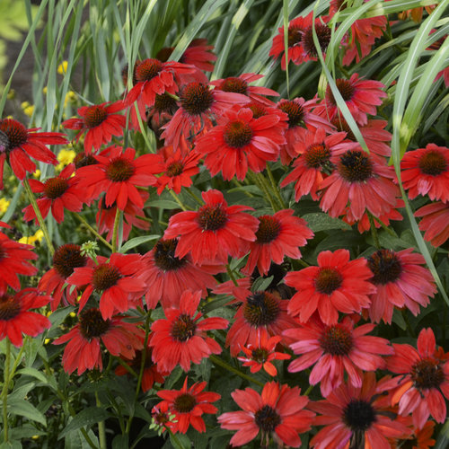 Salsa Red Red Coneflower