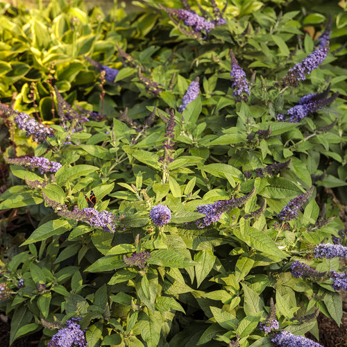 Pugster Blue® Butterfly Bush