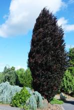 Red Obelisk Columnar Purple Beech