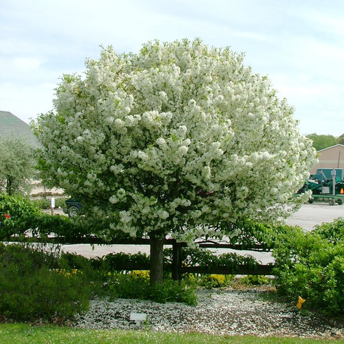 Lollizam Lollipop® Flowering Crabapple Tree — photo 1