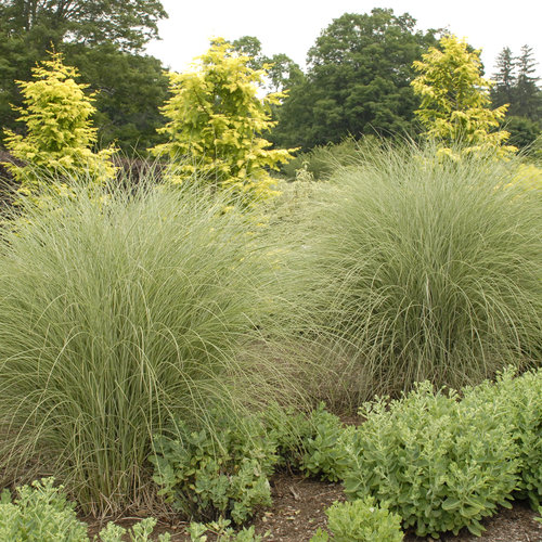 Morning Light Maiden Grass