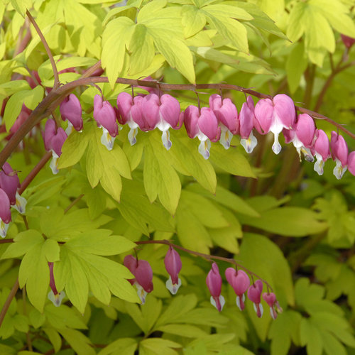 Goldheart Bleeding Heart