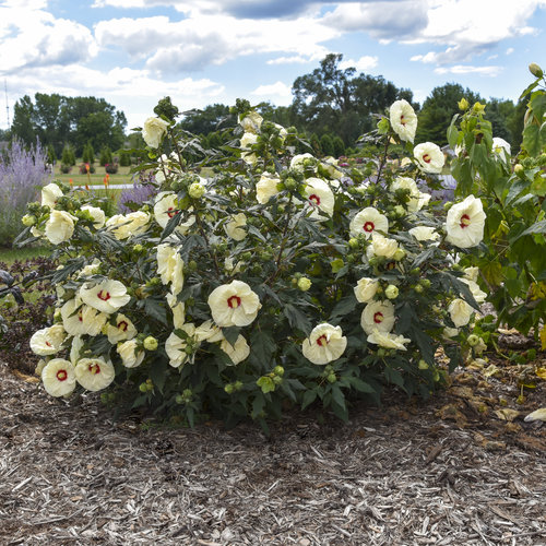 Summerific® French Vanilla™ Rose Mallow