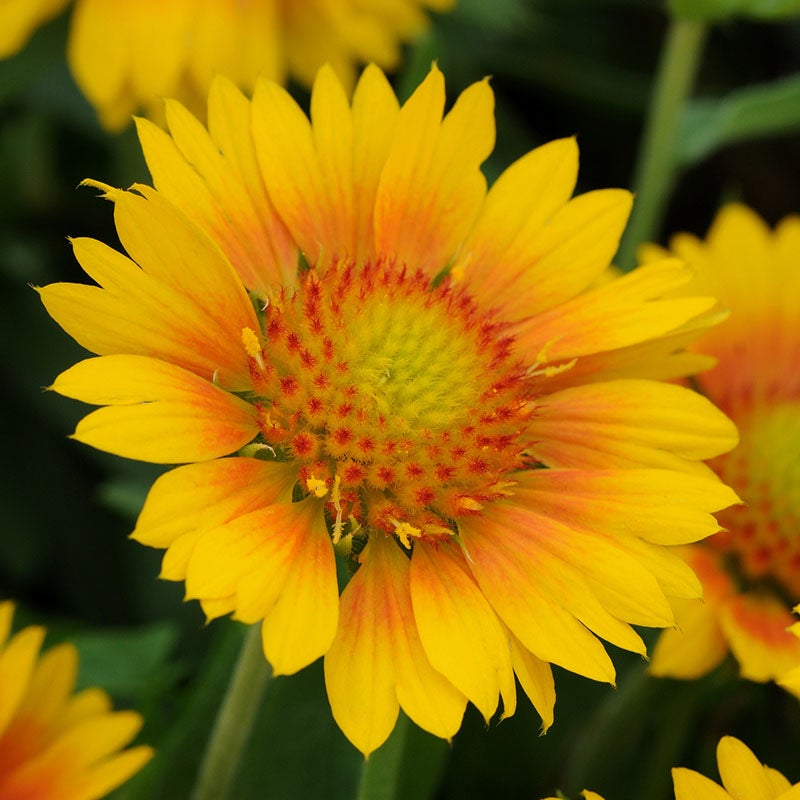 Peach Blanket Flower