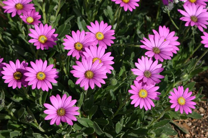 Purple Mountain® Sun Daisy