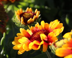 Spin Top Red Starburst Blanket Flower