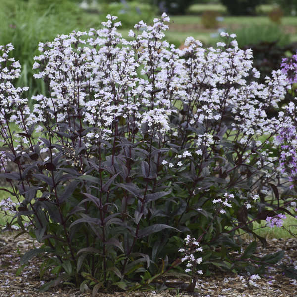 Onyx and Pearls™ Beardtongue (Penstemon)