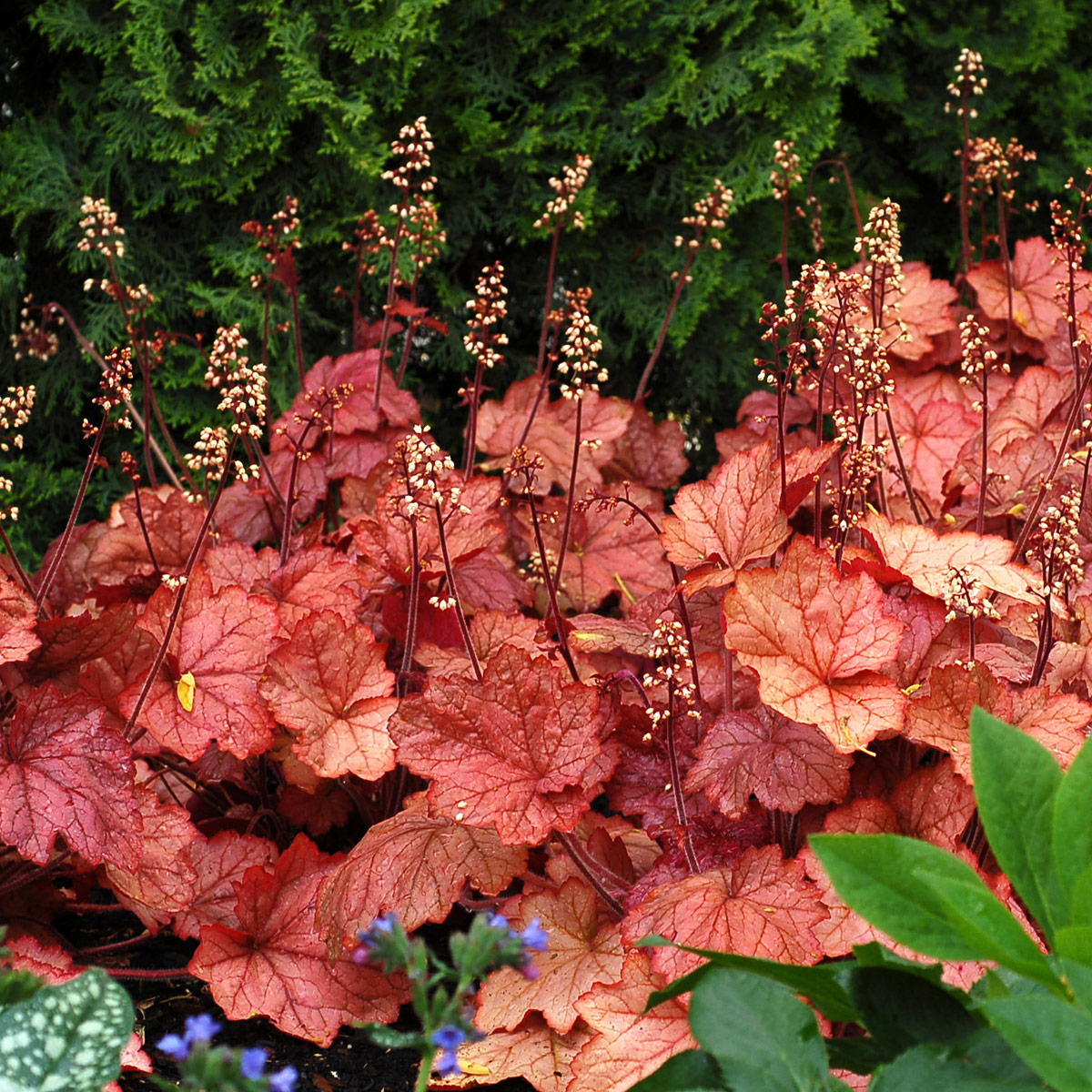 Georgia Peach™ Coral Bells