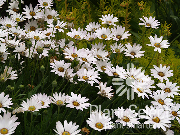 Avalanche Sun Daisy