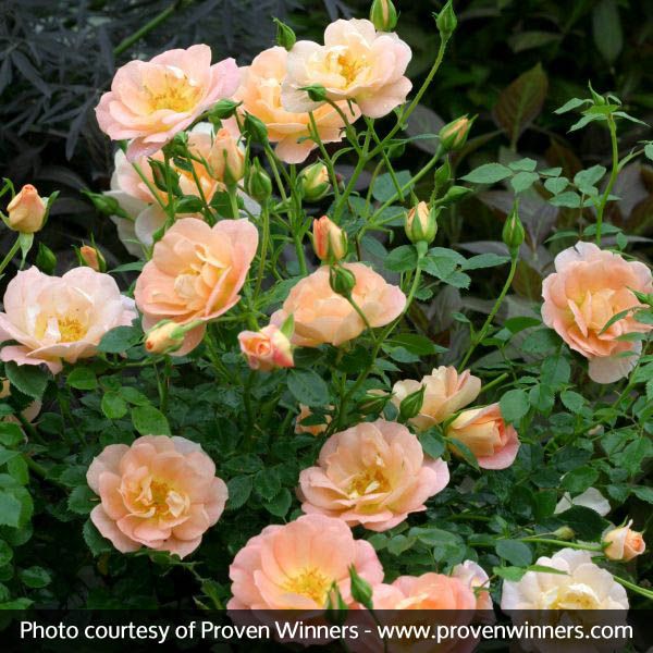 Horcoherent Peachy Cream Rose