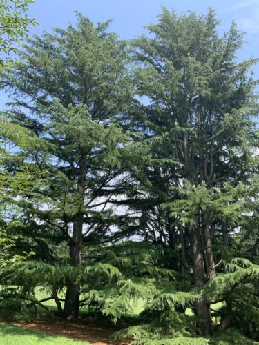 Kashmir™ Deodar Tree