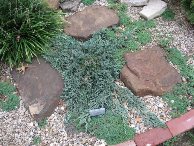 Blue Chip Creeping Juniper
