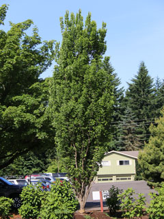 Prairie Sentinel® Hackberry