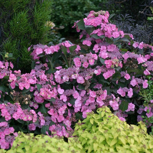 Tuff Stuff™ Reblooming Mountain Hydrangea