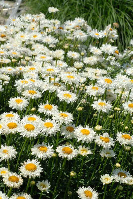 Crazy Daisy Shasta Daisy — photo 1