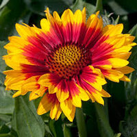 Bright Bicolor Blanket Flower