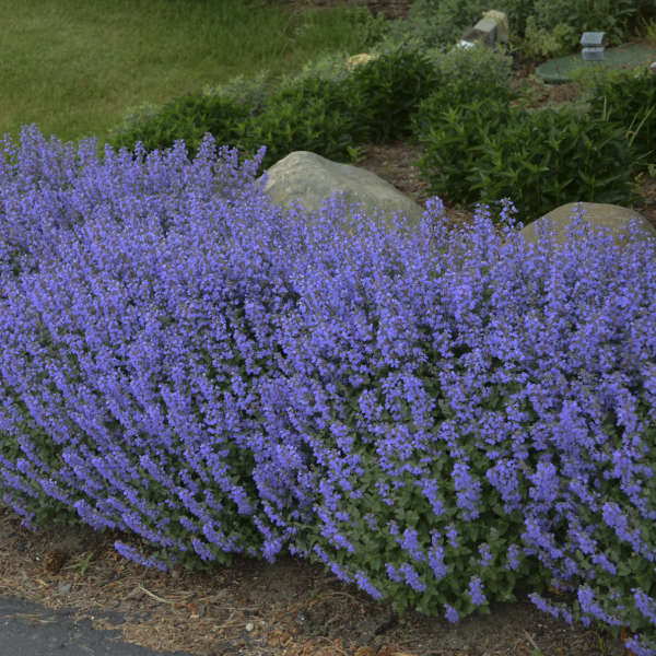 Purrsian Blue Catmint