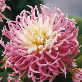 Star's Favorite Dahlia