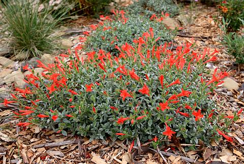 Waynes Silver Zauschneria