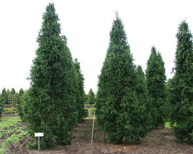 Columnaris Norway Spruce Tree