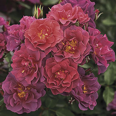 Cinco de Mayo™ Rose