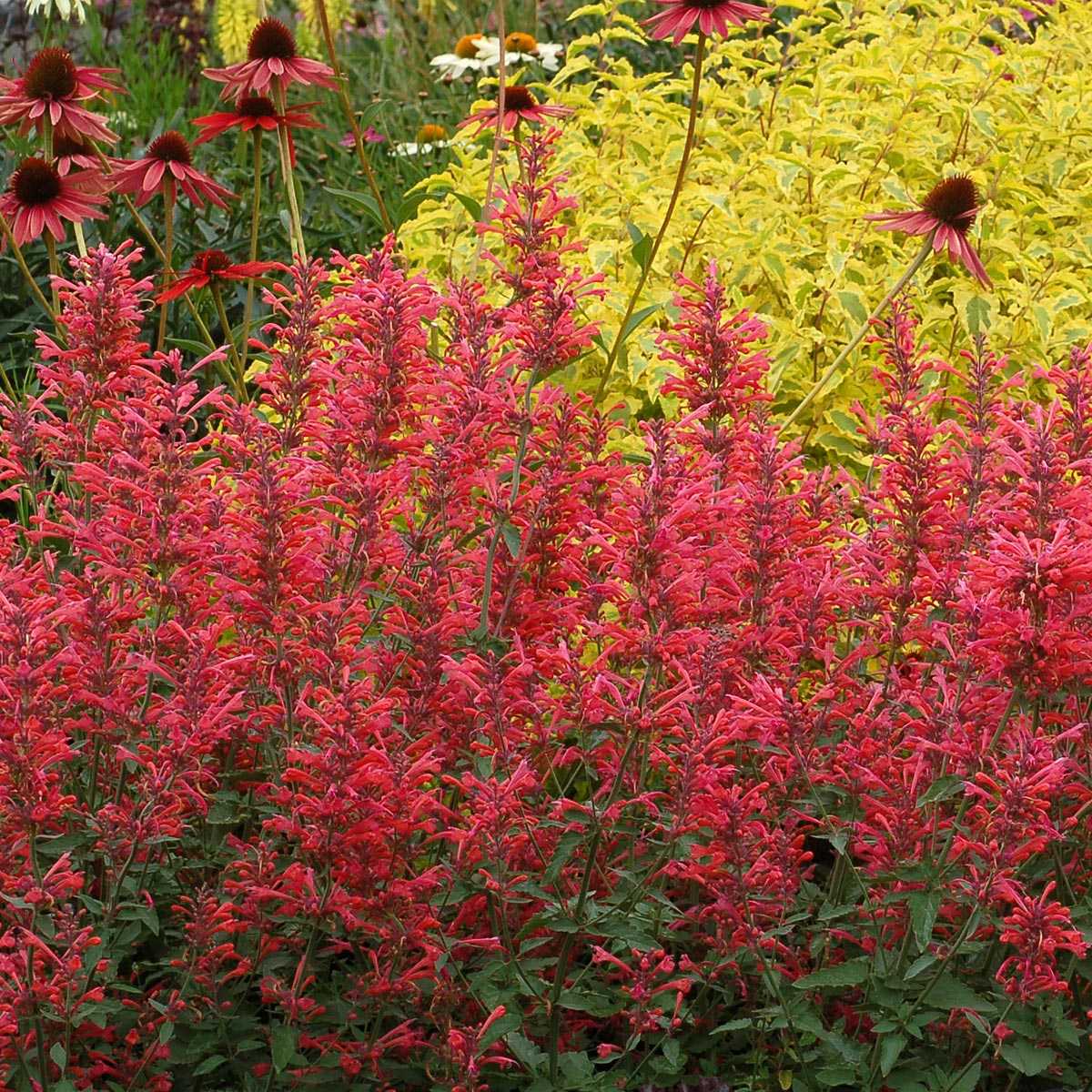Kudos™ Coral Hyssop