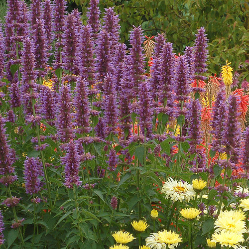 Blue Boa Hyssop