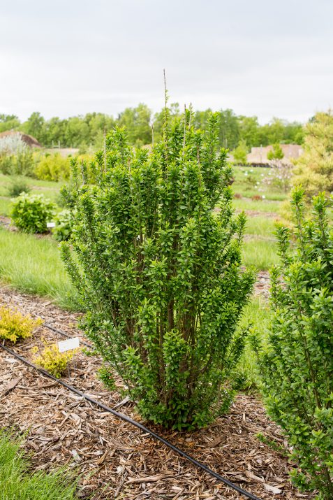 Swift Straight Talk® Privet