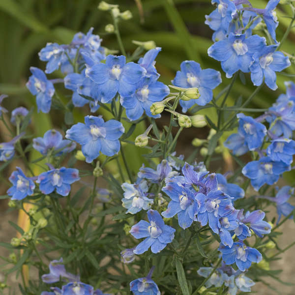 Summer Blues Larkspur