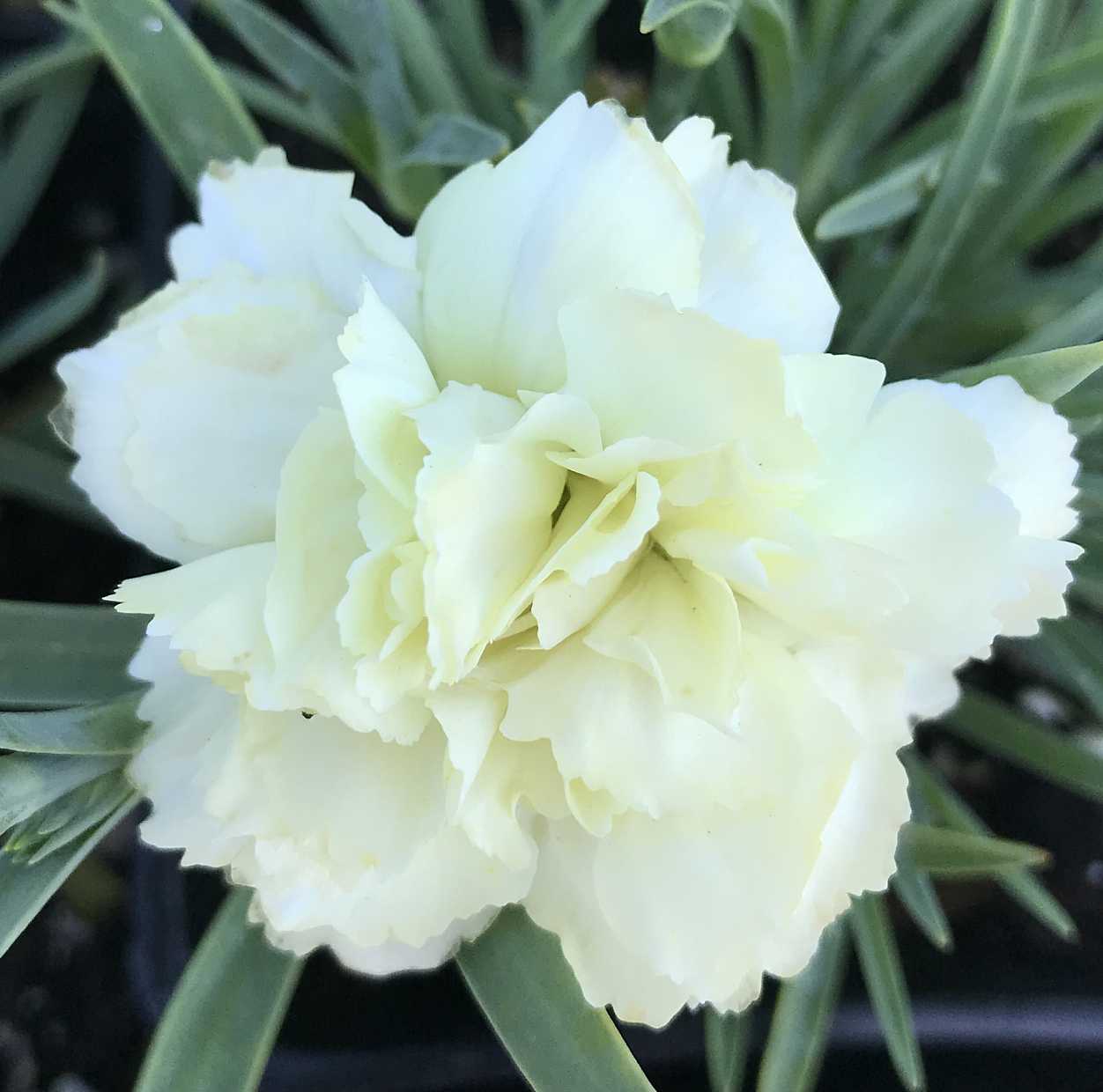 Yellow Bling Bling Dianthus