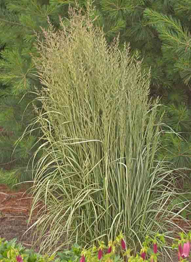 Avalanche Feather Reed Grass