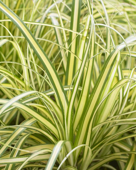 'Everoro' Sedge Grass