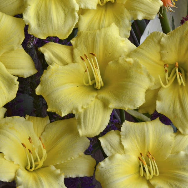 Stella Supreme Daylily