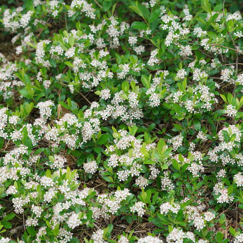 Ground Hug™ Chokeberry Shrub
