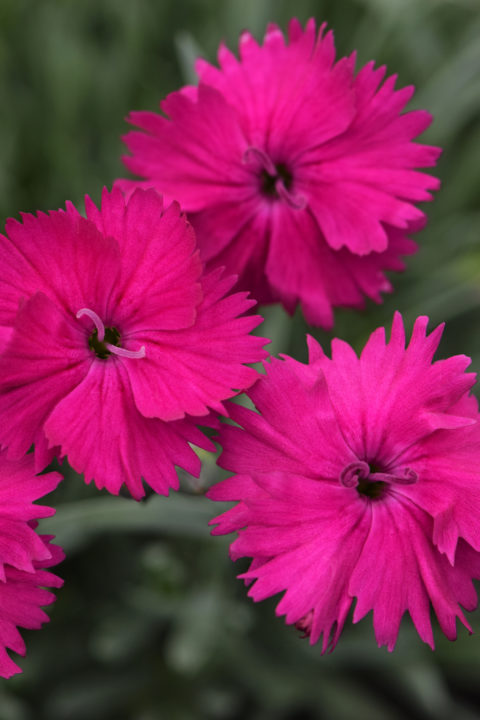 Single Neon Star Dianthus