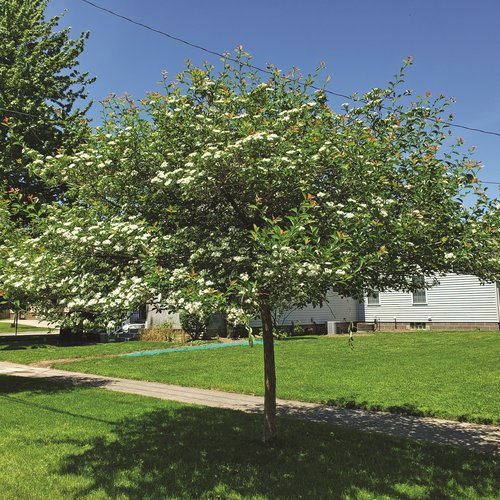 Cruzam Crusader® Hawthorn