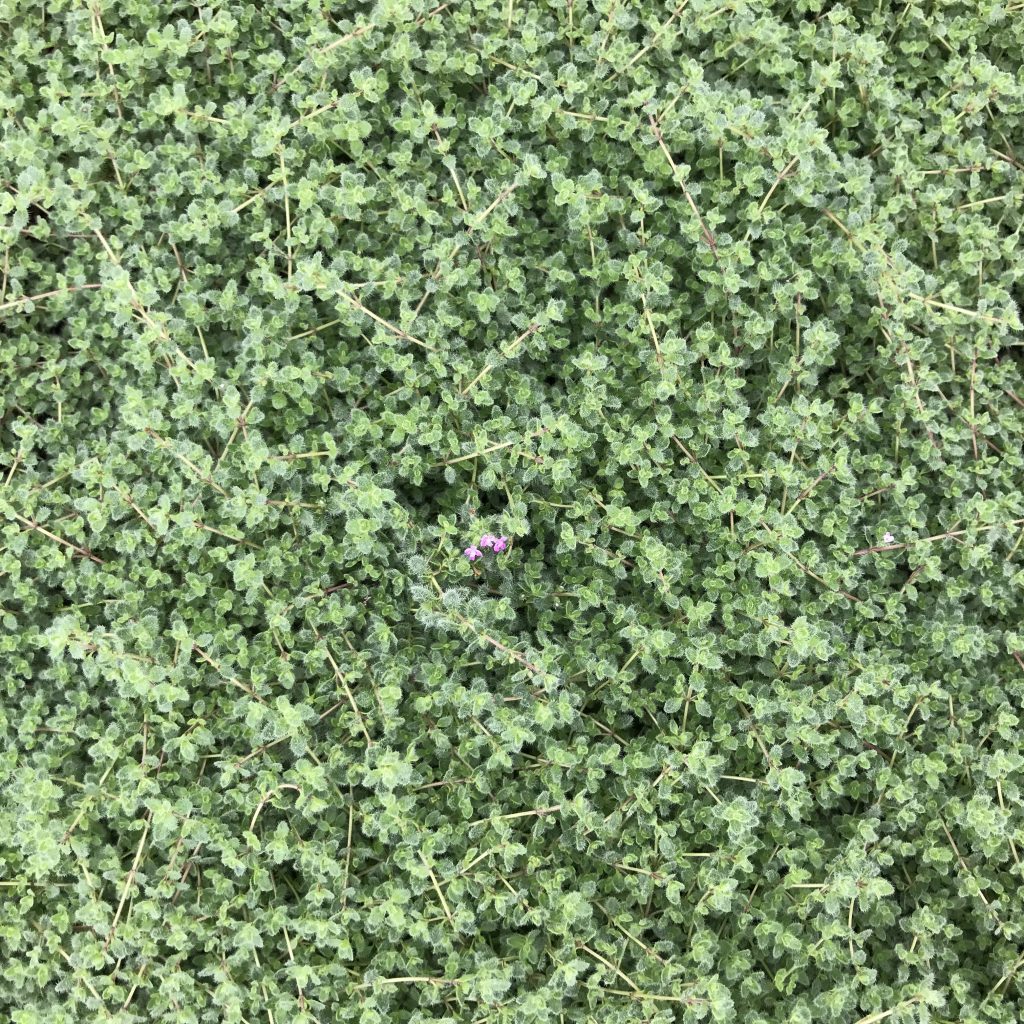 Woolly Thyme