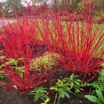 Cardinal Red Twig Dogwood