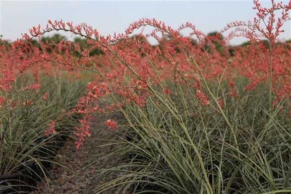 Desert Flamenco® Red Yucca