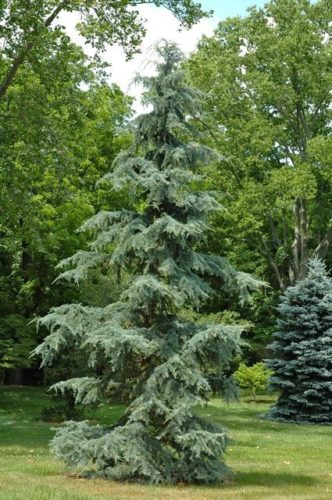Karl Fuchs™ Deodar Cedar Tree