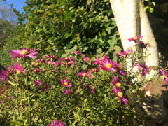 Island™ Bahamas Fall Aster