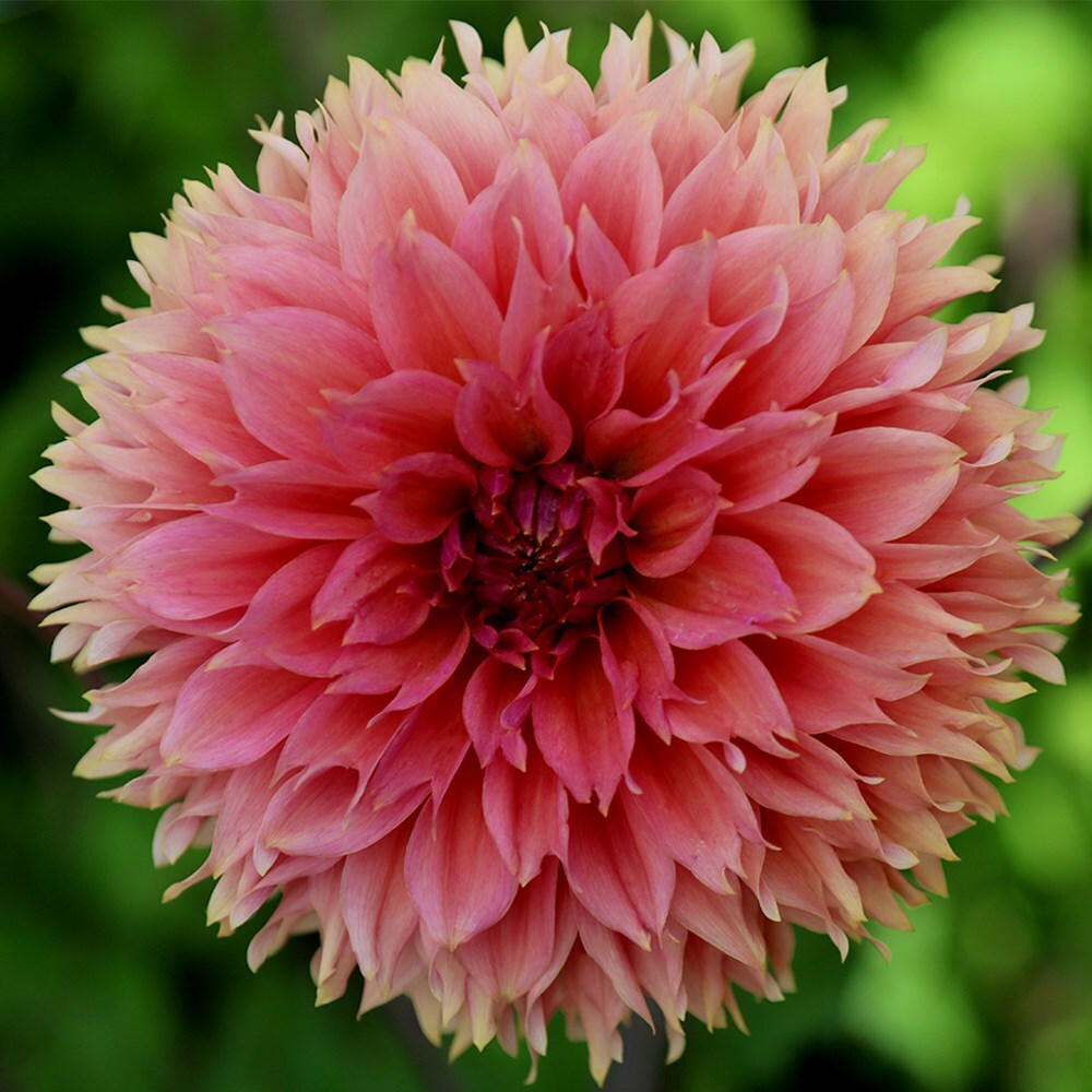 Dahlia 'Orange Fubuki'